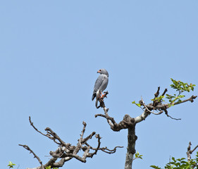 Lizard Buzzard in Tree