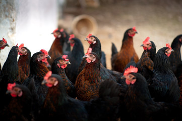 Gallinas Menorquinas