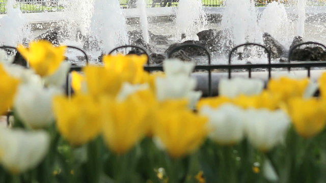 young man walking in a park between tulips and water games