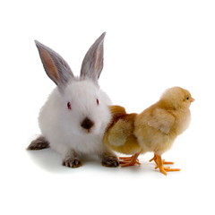 Rabbit and chickens isolated on white background