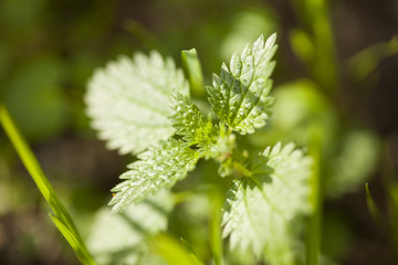 Fototapeta premium Green leaves
