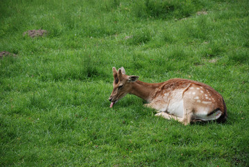 junger Damhirsch mit Bastgeweih