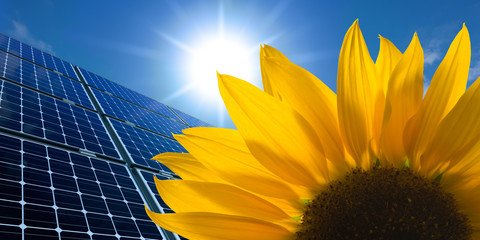 Solarmodule und Sonnenblume vor sonnigem Himmel