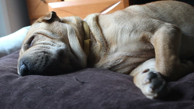 sharpei sleeping