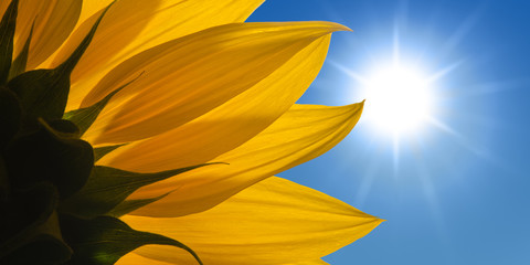 Sonnenblume vor sonnigem Himmel