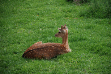 junger Damhirsch mit Bastgeweih