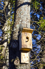 Newly nailed wooden bird nesting-box on tree.