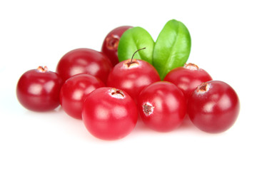 Ripe cowberry