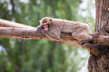 Lazy monkey
