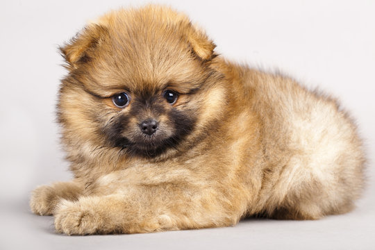 Puppy of breed a Pomeranian spitz-dog in studio