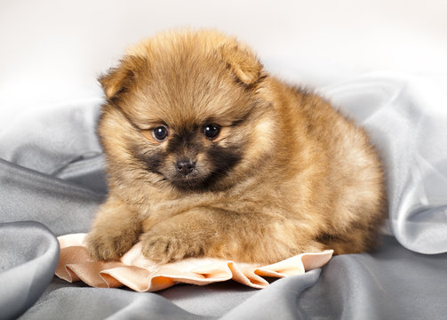 Puppy of the spitz-dog