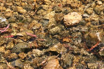 Background with elements of the marine fauna and flora.