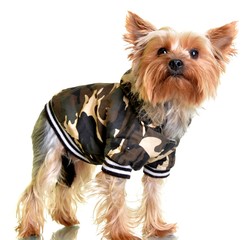 Yorkshire terrier in winter camouflage clothes