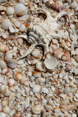 Fototapeta premium Background with elements of the marine fauna and flora.