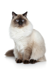 Siamese cat portrait