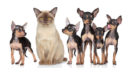 Burma cat with group toy-terriers dogs