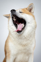 Cute Akita-inu dog yawns