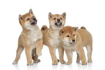 Three Shiba inu puppies on white background