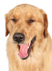 Golden Retriever dog, yawns