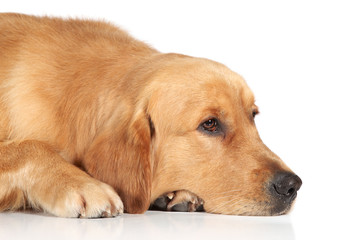 Sad Golden Retriever dog lying on the floor