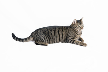 cute cat isolated on white