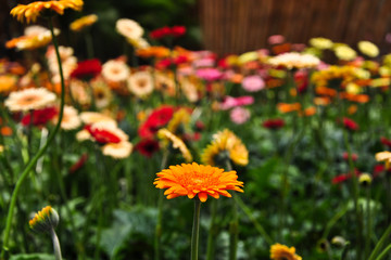Orange gerbera