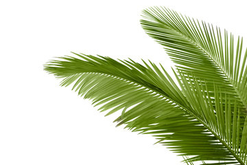 Bladeren van palmboom