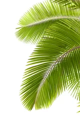 Photo sur Plexiglas Palmier Feuilles de palmier