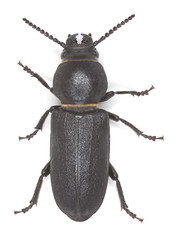 Spondylis buprestoides isolated on white background