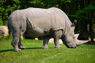 Obraz premium White Rhino