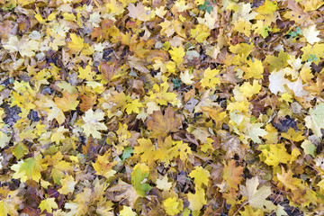 Autumn simple concept