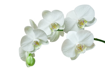 Naklejka na ściany i meble orchidea na białym tle