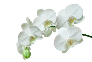 Papier Peint photo Lavable Orchidée orchidée isolé sur fond blanc