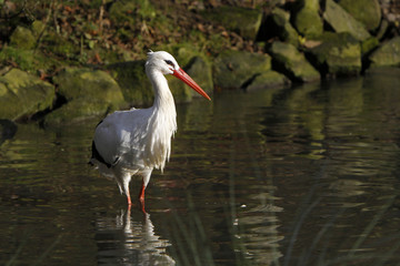 Weißstorch im Wasser