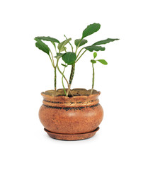 Green Plant In Flowerpot