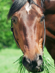 portrait of grazing nice horse clouseup