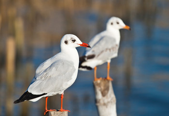 Seagull on Old Wooden Pillar