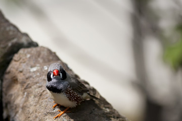 Zebra Finch, Taeniopygia guttata
