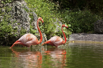 Naklejka premium American Flamingo (Phoenicopterus ruber)