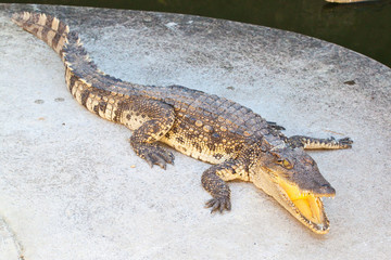 Crocodile resting beside the pool