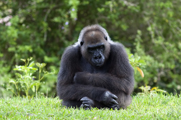 Gorilla in deep thought