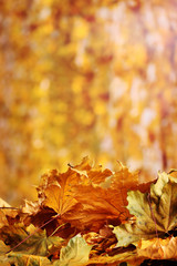 dry autumn maple leaves on yellow background