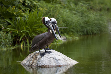A pair of brown pelicans (Pelecanus occidentalis),