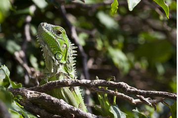 Feral iguana (Iguana iguana) in downtown Miami
