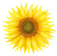 Vector Sunflower