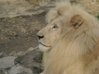 Portrait of beautiful,proud white lion