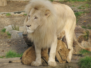 Beautiful daddy lion and baby lion