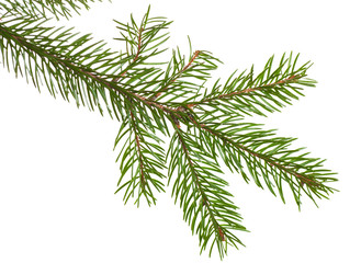 Fir branch