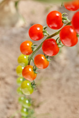 garden tomatoes