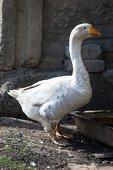 Goose